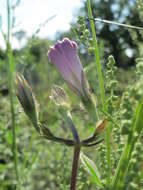 Image of tall morning-glory