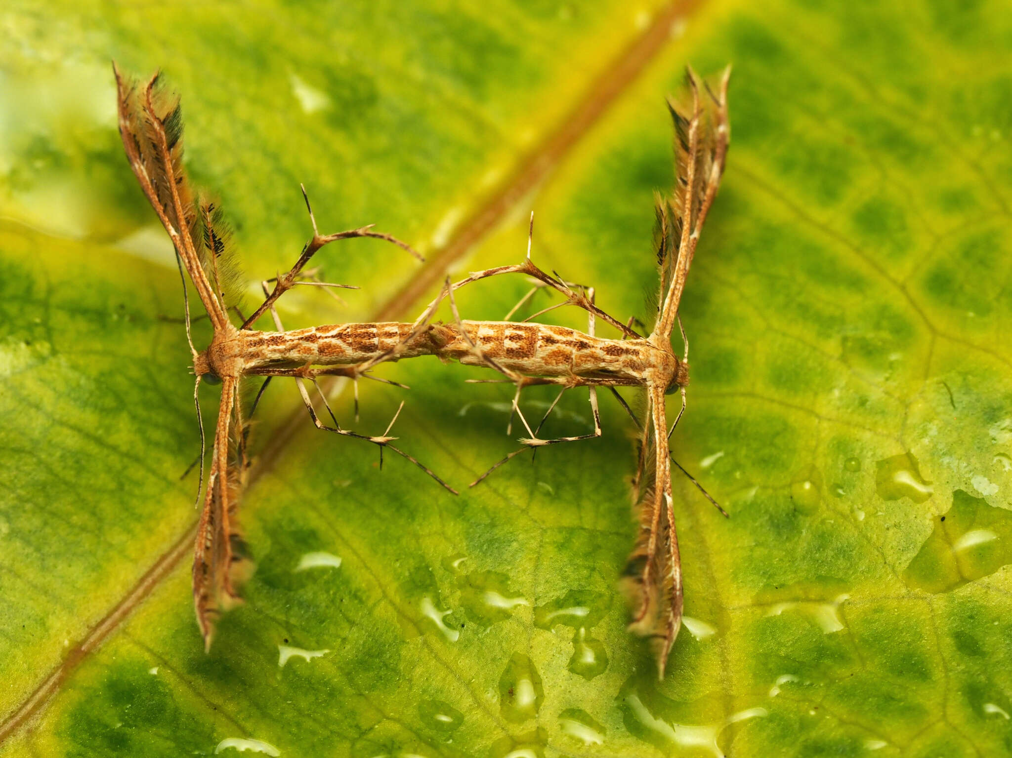 Image de Sphenarches zanclistes (Meyrick 1905)