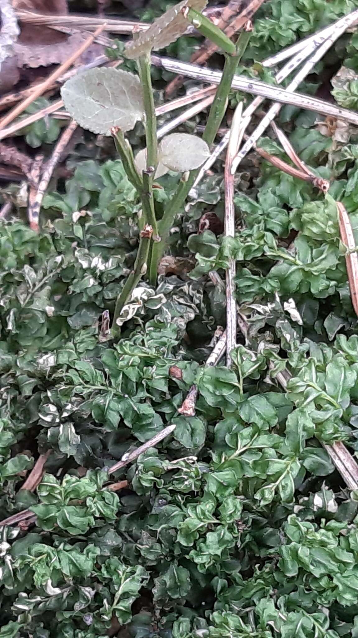 Image of many-fruited thyme-moss