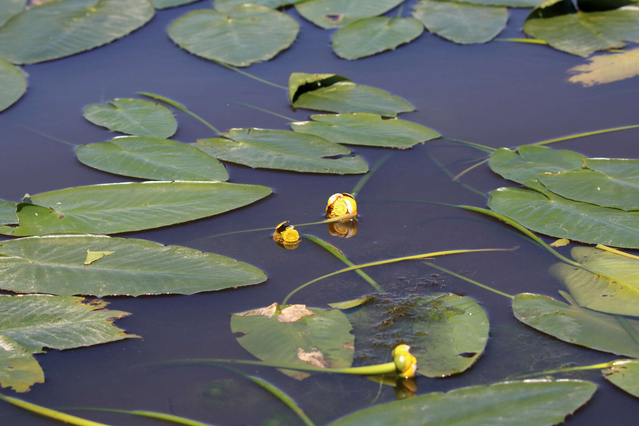 Image of yellow pond-lily