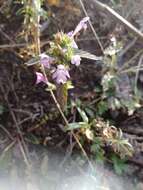 Image of Red hemp nettle