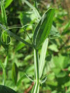 Image of Everlasting pea