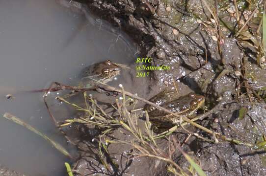 Image of Montezuma Leopard Frog