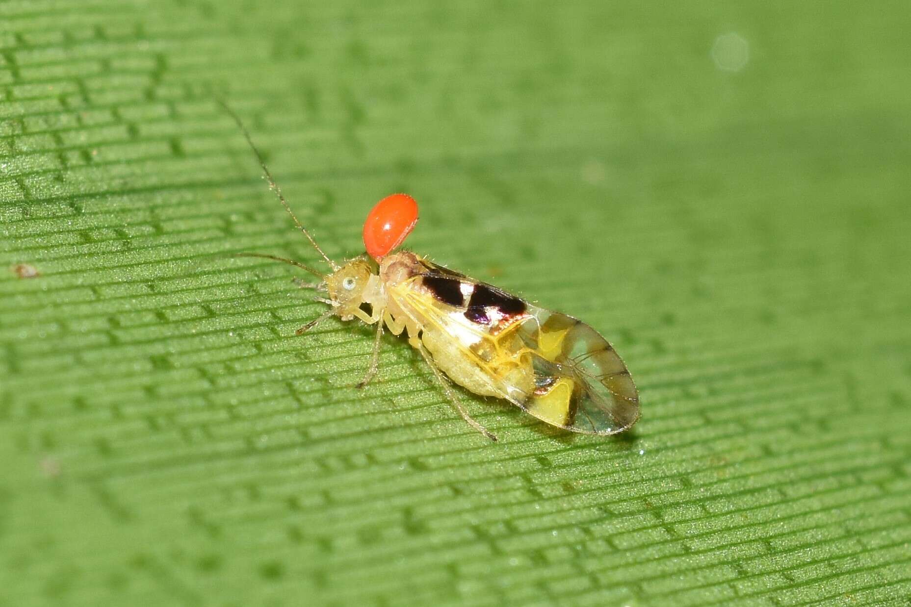 Dasydemella obrienorum Garcia Aldrete 1978 resmi