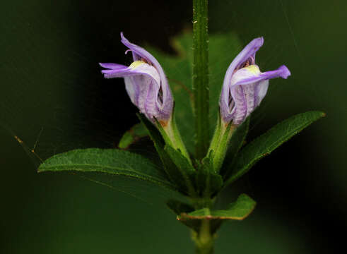 Imagem de Hygrophila uliginosa S. Moore