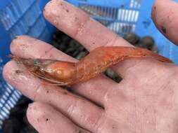 Image of Ocean pink shrimp