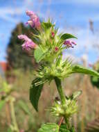 Image of Common hemp nettle