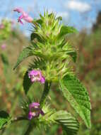 Image of Common hemp nettle