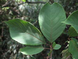 Plancia ëd Pterostyrax corymbosus Siebold & Zucc.