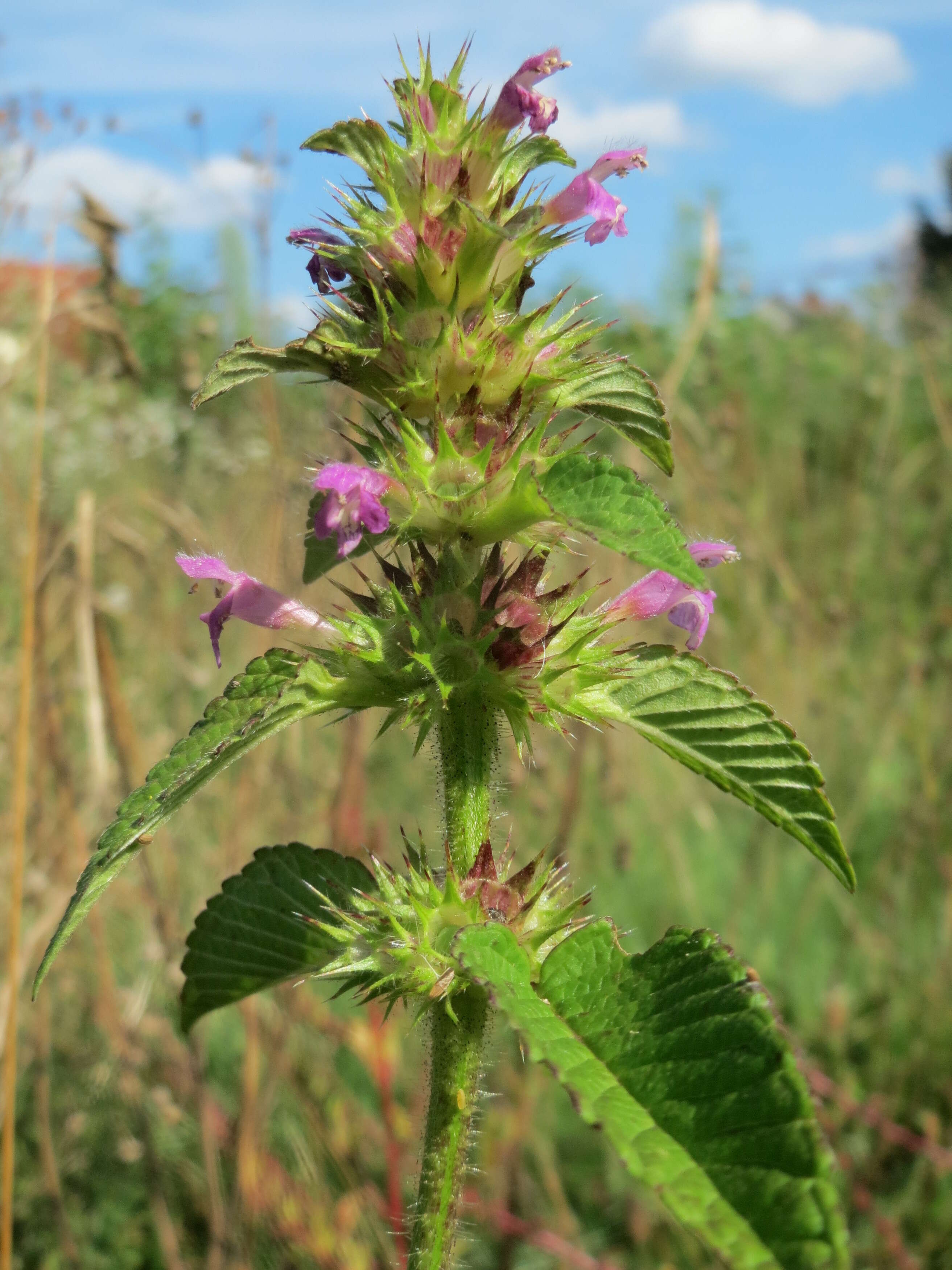 Image of Common hemp nettle