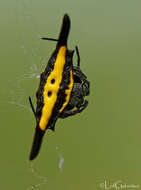 Image of Gasteracantha parangdiadesmia Barrion & Litsinger 1995