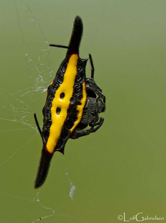 Image of Gasteracantha parangdiadesmia Barrion & Litsinger 1995