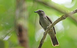 Image of Cinereous Mourner