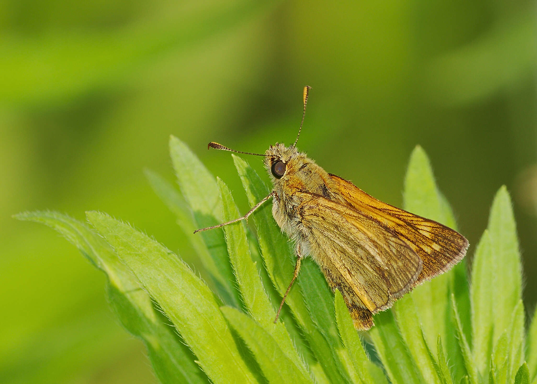 Image of Ochlodes sylvanus