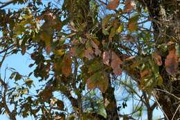 Image of Quercus melissae Nixon & Barrie