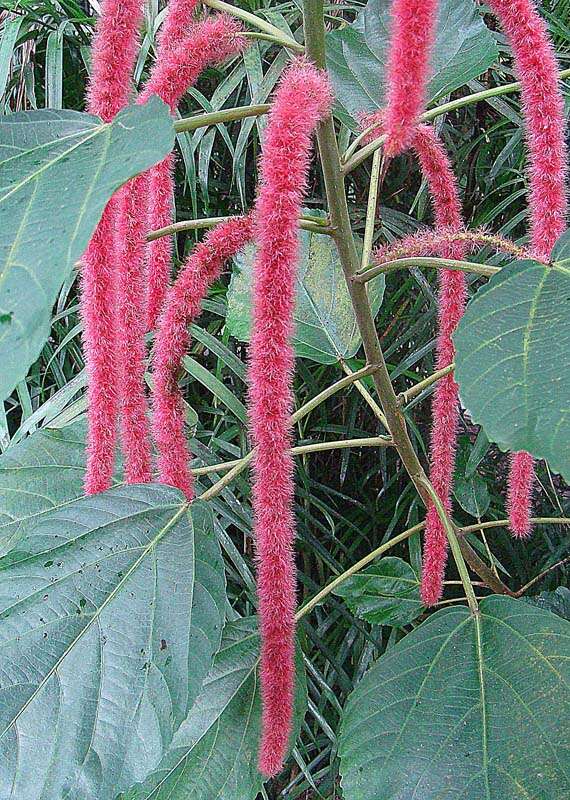 Imagem de Acalypha hispida Burm. fil.