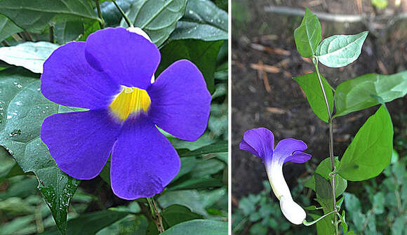 Image of bush clockvine