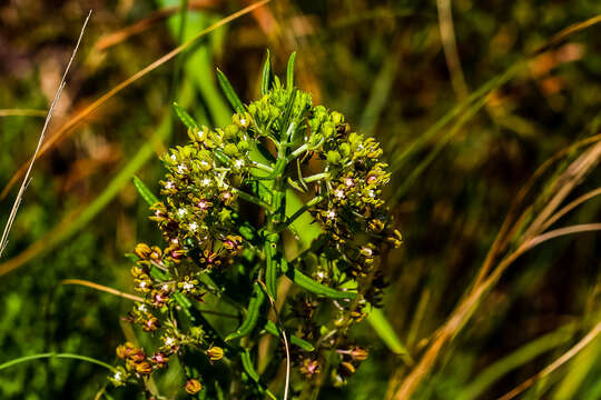 Schizoglossum bidens subsp. bidens的圖片