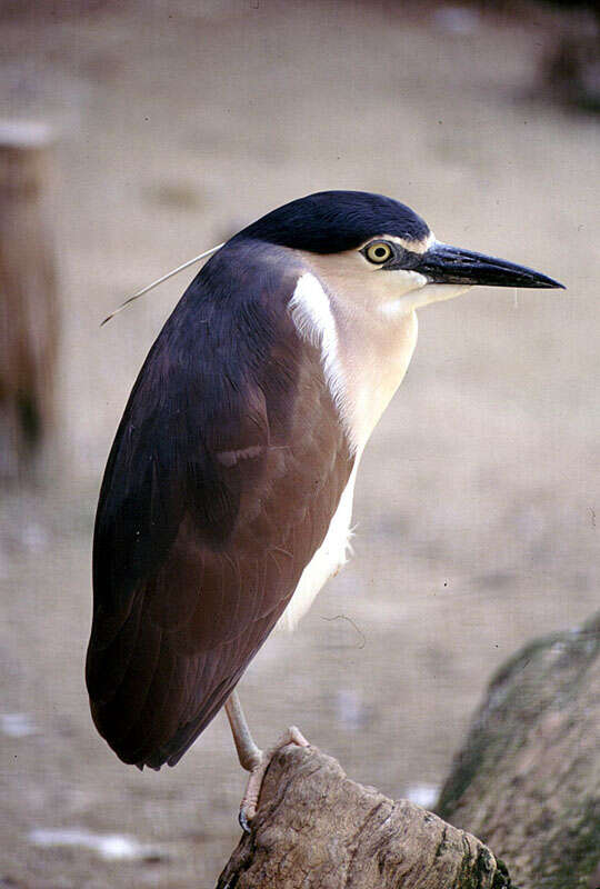 Image of Nankeen Night Heron