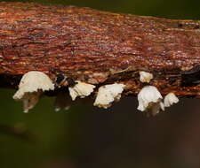 Plancia ëd Marasmiellus affixus (Berk.) Singer 1973