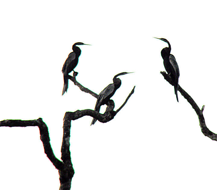 Image of Oriental Darter