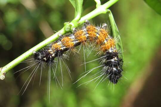 Image of Spilosoma obliqua Walker 1855