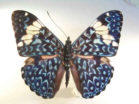 صورة Hamadryas amphinome Linnaeus 1767