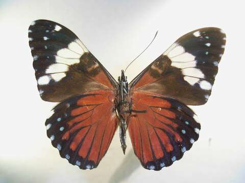 صورة Hamadryas amphinome Linnaeus 1767