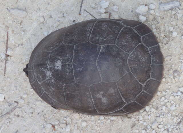 Image of Deirochelys reticularia reticularia (Latreille 1801)