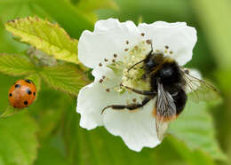 Image of Red tailed bumblebee