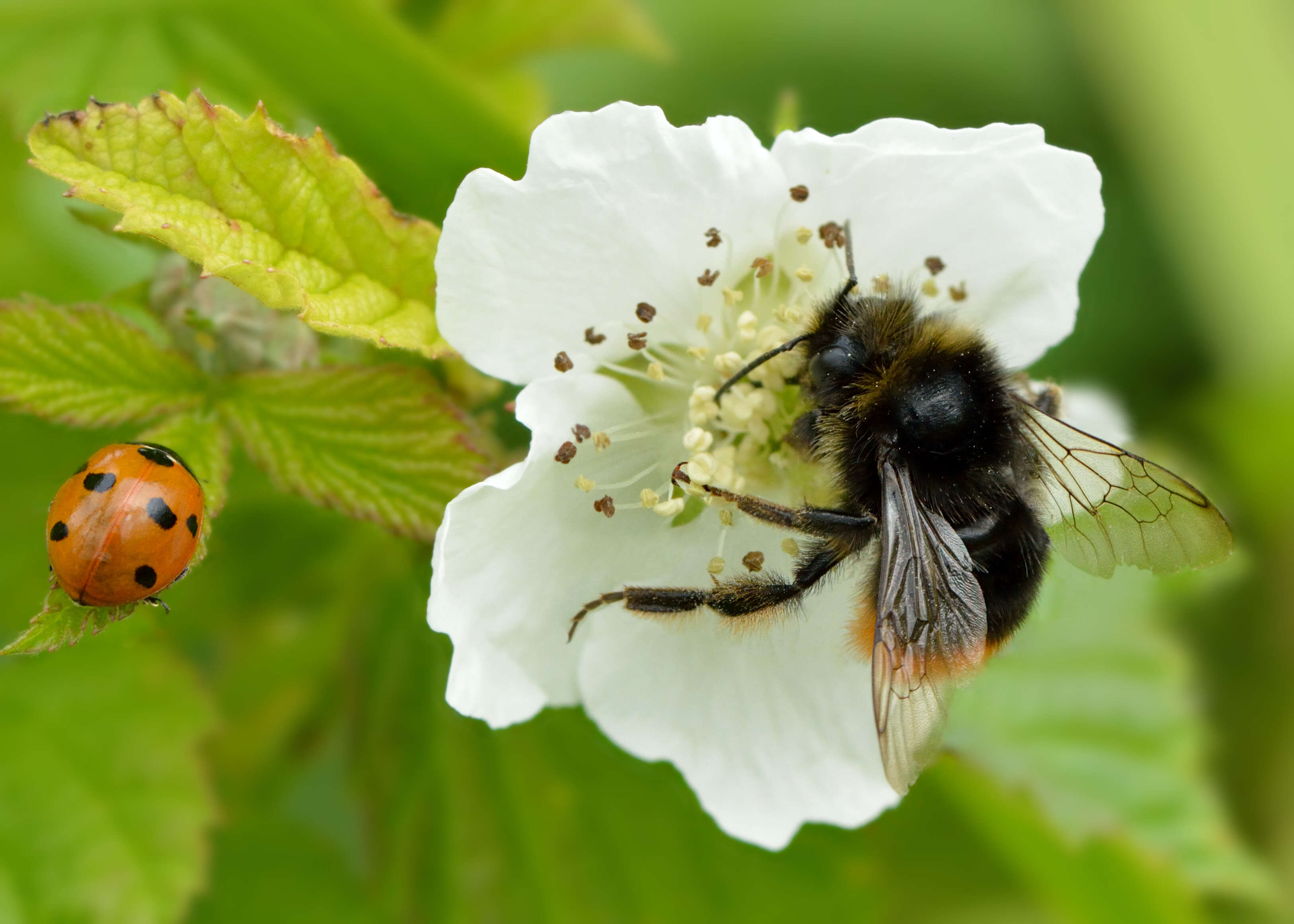 Image of Red tailed bumblebee