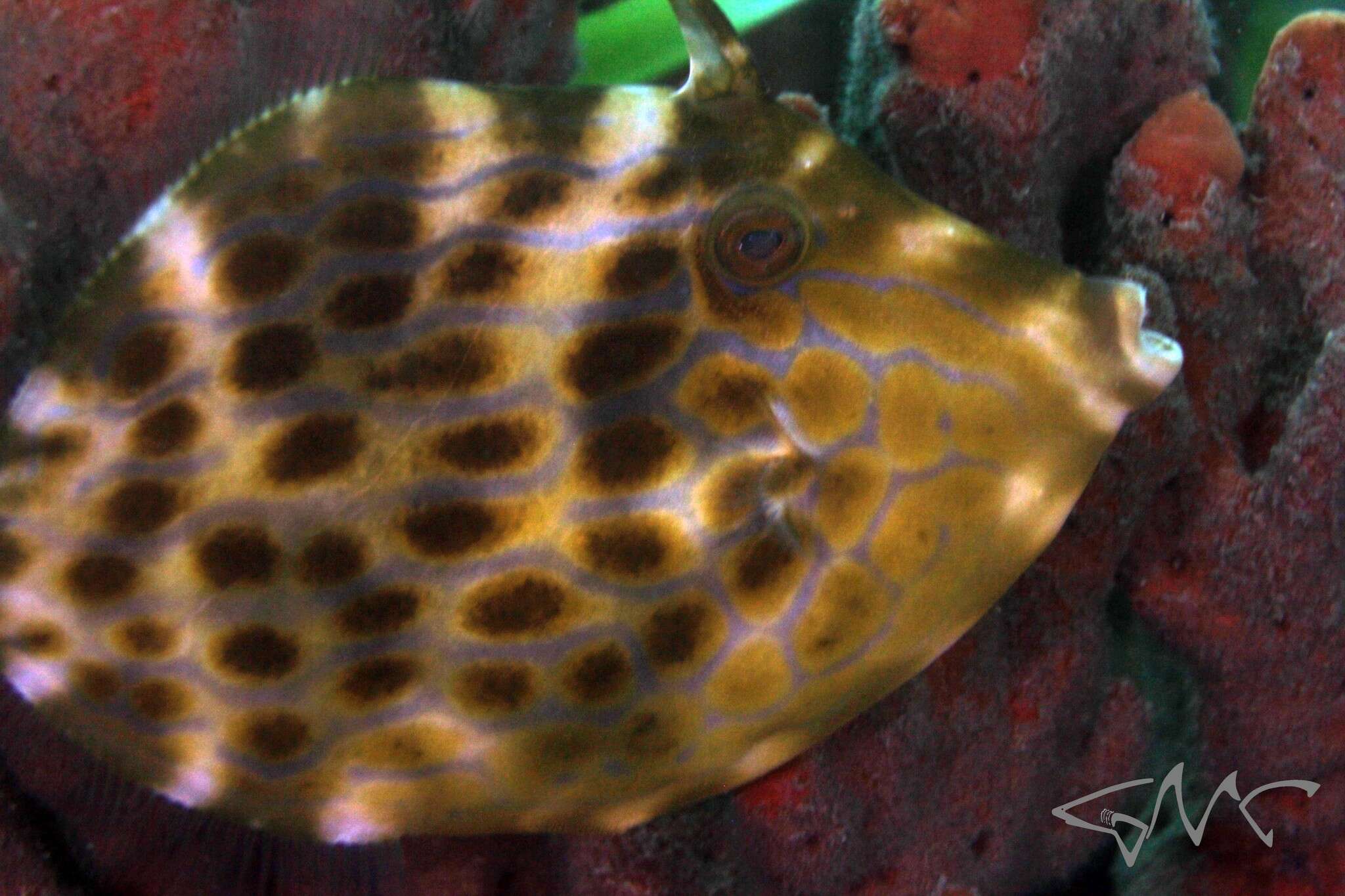 Image of Deep-bodied leatherjacket