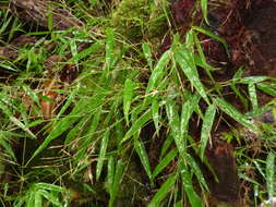 Imagem de Arthrostylidium venezuelae (Steud.) McClure