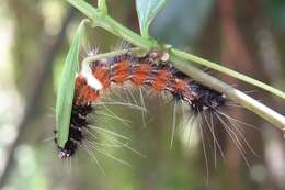 Image of Spilosoma obliqua Walker 1855