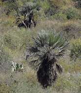 Image of Trithrinax campestris (Burmeist.) Drude & Griseb.