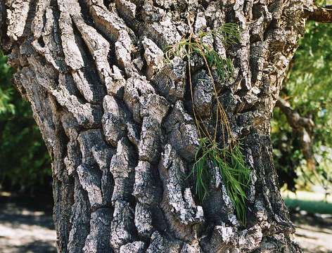 Salix humboldtiana Willd.的圖片