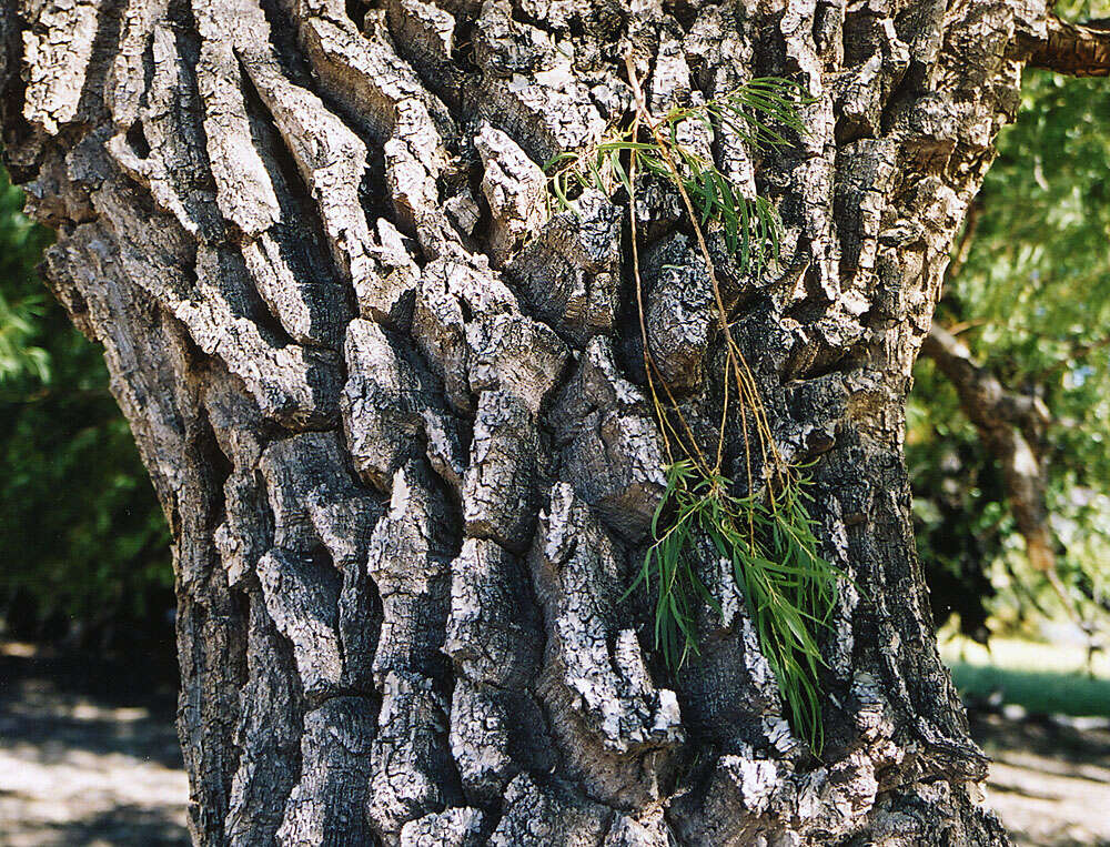 Imagem de Salix humboldtiana Willd.