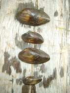 Image of Swollen River Mussel