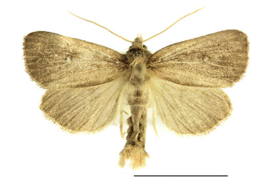 Image of twin-spotted wainscot