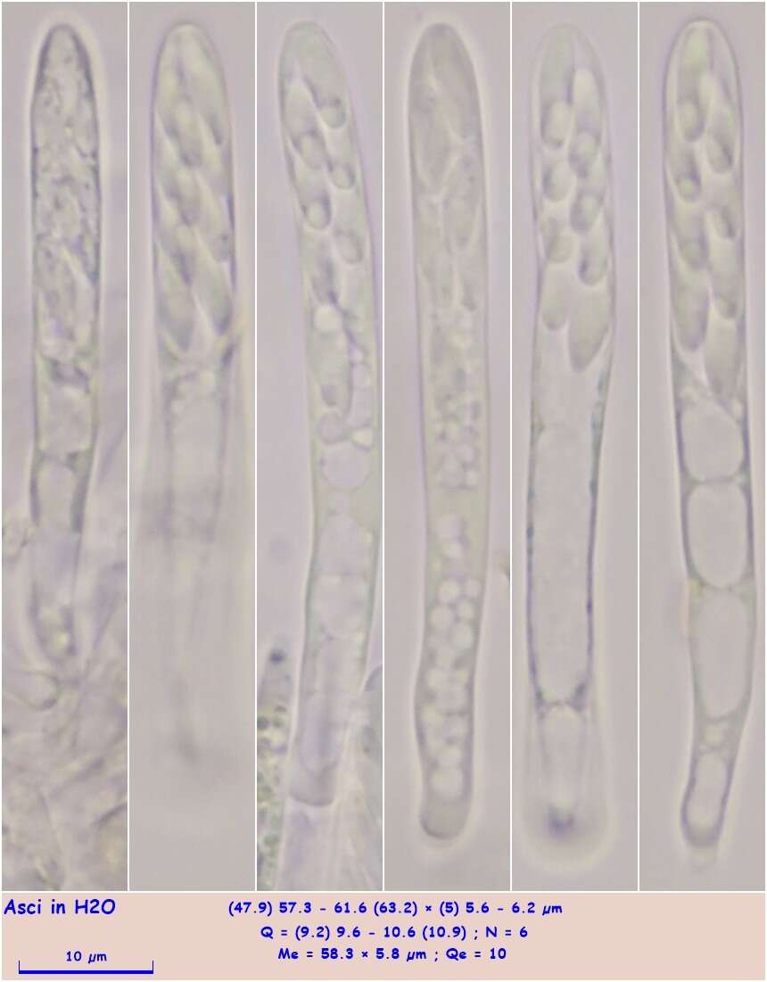 Image of Lachnum brevipilosum Baral 1985