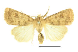 Image of The Mottled Rustic, Brungult Lövfly