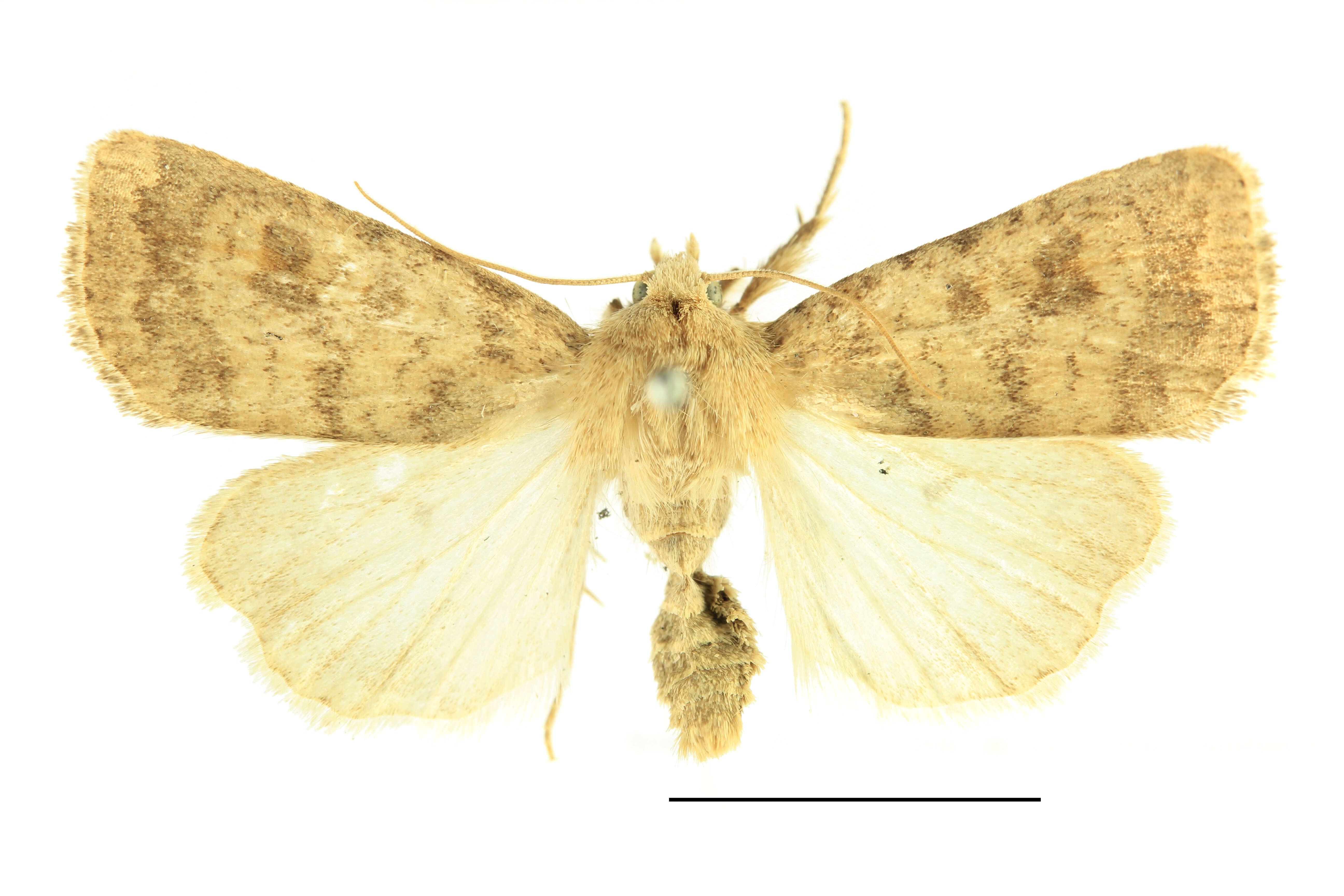 Image of The Mottled Rustic, Brungult Lövfly