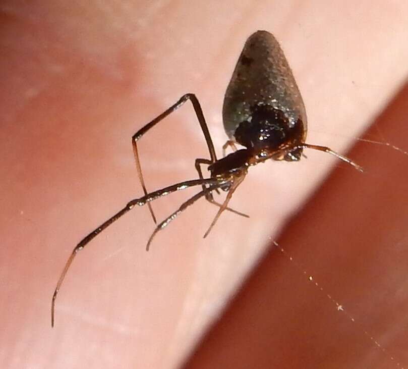 Imagem de Argyrodes elevatus Taczanowski 1873