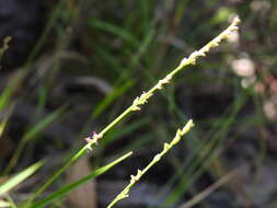 Image of spreading panicgrass