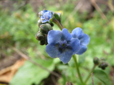 Brunnera macrophylla (Adams) I. M. Johnst. resmi