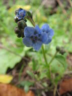 Image of False Forget-Me-Not