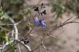 Imagem de Salvia cuspidata Ruiz & Pav.