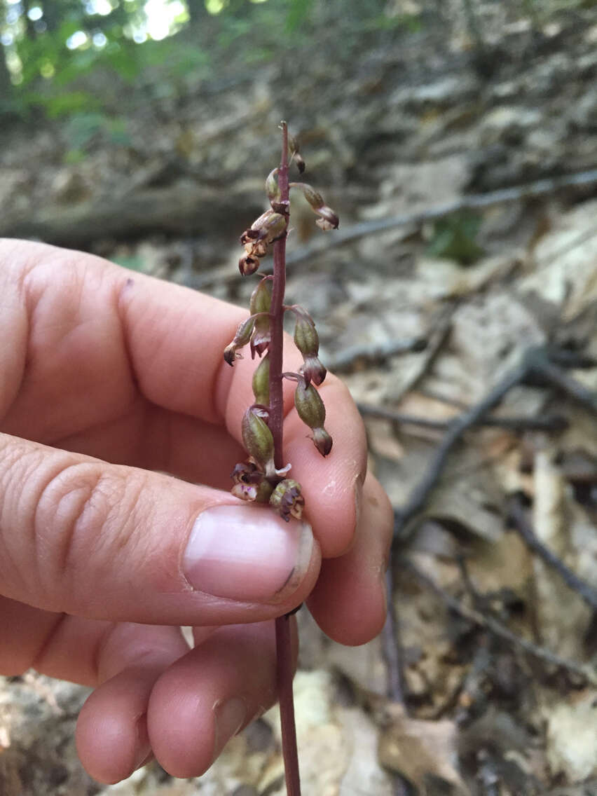 Слика од Corallorhiza odontorhiza (Willd.) Nutt.