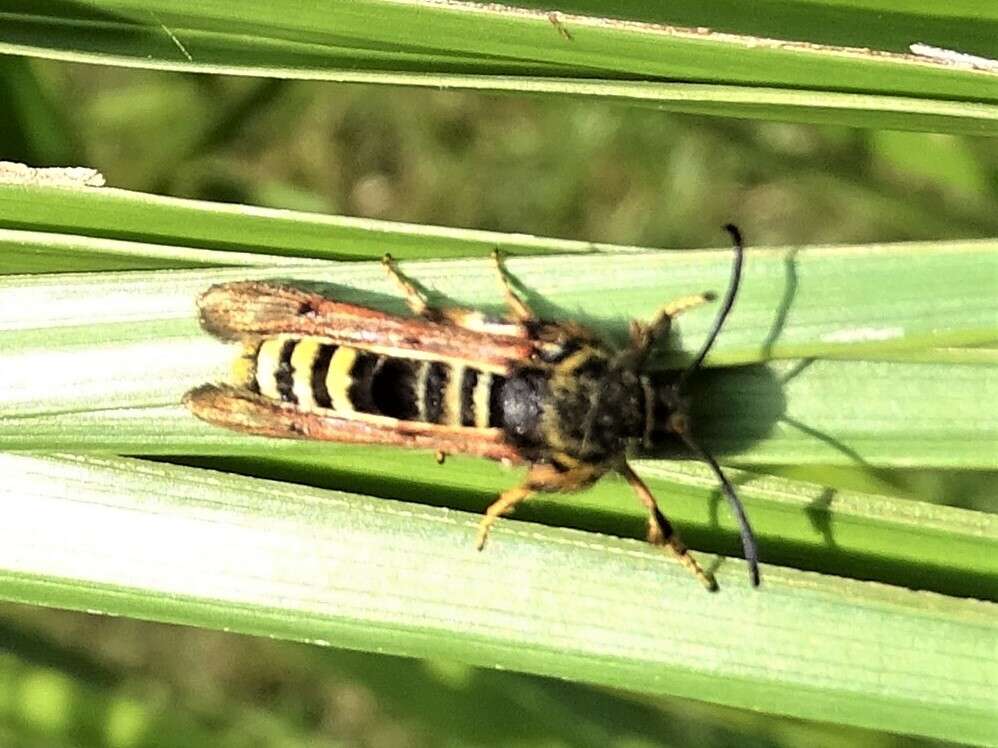 Image of Raspberry Clearwing