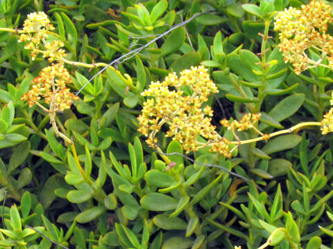 Image of Crassula cultrata L.